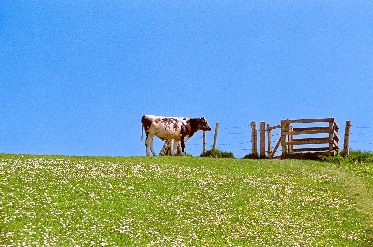 Cow Print