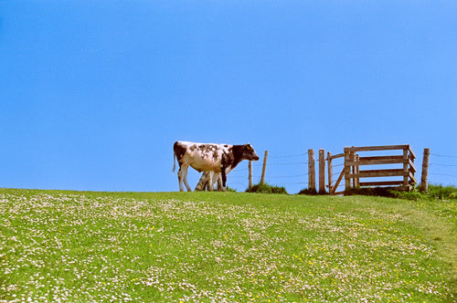 Cow Print