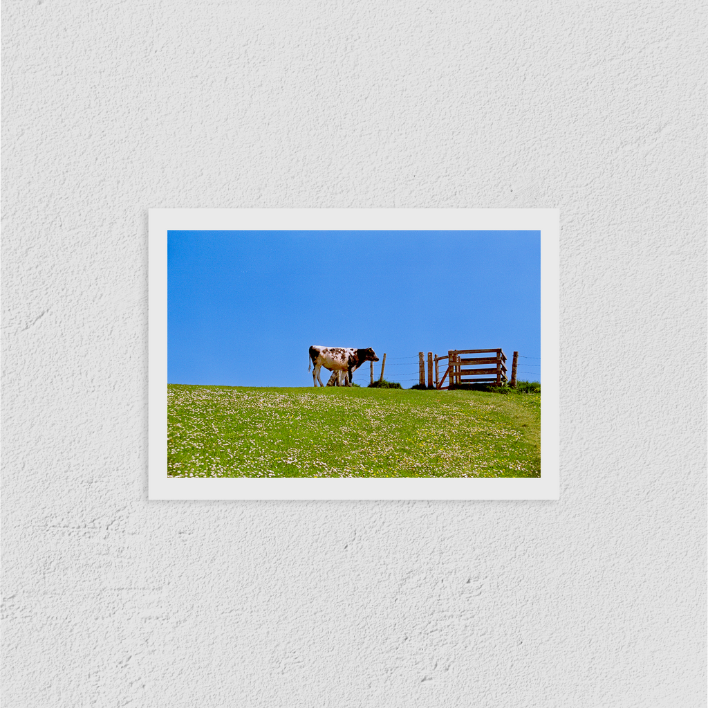 Cow Print