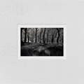 New Forest Print