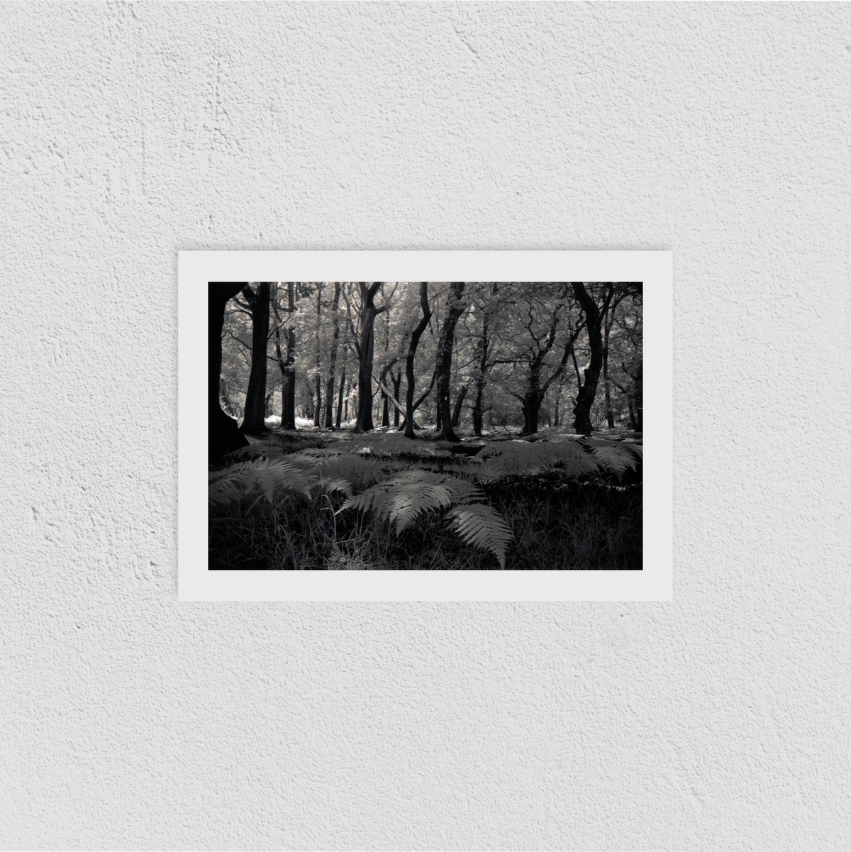 New Forest Print