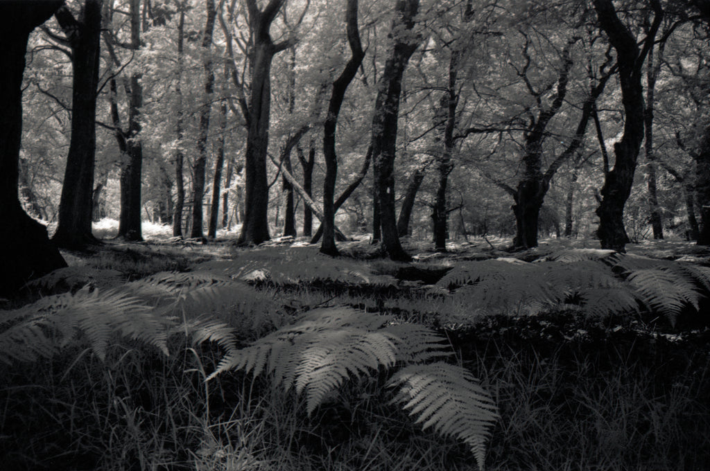 New Forest Print