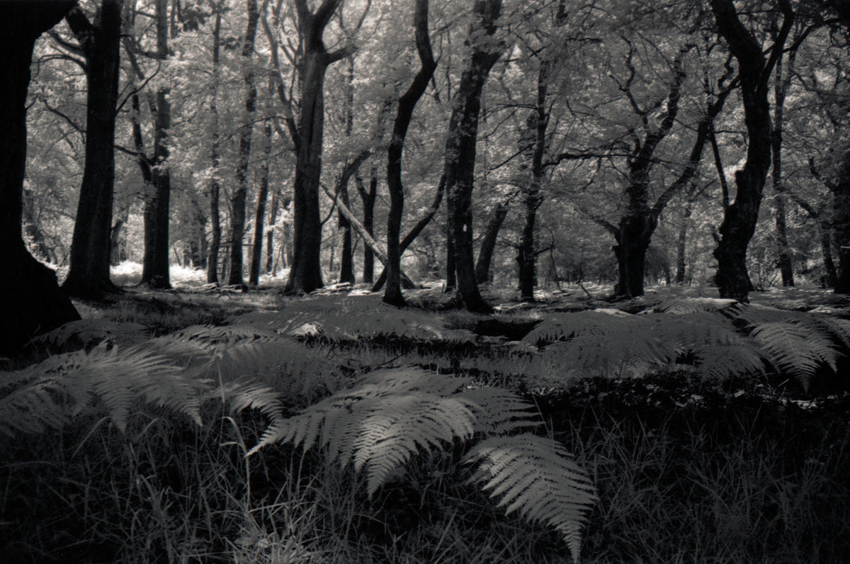 New Forest Print